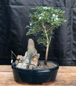 Flowering Mount Fuji Serissa Bonsai Tree - Medium<br><i></i> Stone Landscape Scene<br><i>(serissa foetida)</i>