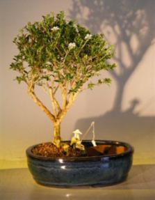 Flowering Mount Fuji  Bonsai Tree <br>Land/Water Pot  - Medium<br><i>(serissa foetida)</i>