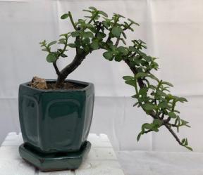 Baby Jade  Bonsai Tree - Cascade Style <br><i>(Portulacaria Afra)</i>