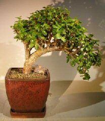 Baby Jade  Bonsai Tree - Large<br>Cascade Style<br><i>(portulacaria afra)</i>