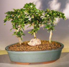 Flowering Fukien Tea Bonsai Tree <br>Three Tree Forest Group <br><i>(ehretia microphylla)</i>