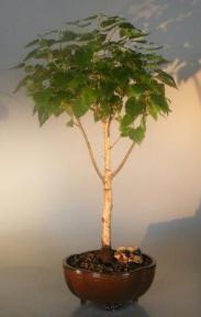 Weeping White Birch Bonsai Tree<br><i>(betula pendula)</i>