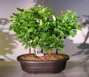 Flowering Ligustrum Bonsai Tree - Five (5) Tree Forest Group<br><i>(ligustrum lucidum)</i>