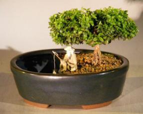 Japanese Kingsville Boxwood Bonsai Tree <br>Land/Water Pot  - Medium <br><i>(buxus microphylla compacta)</i>