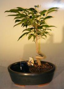 Ficus Bonsai Tree in a Water/Land Container<br>Coiled Trunk Style<br><i>(ficus 'orientalis')</i>