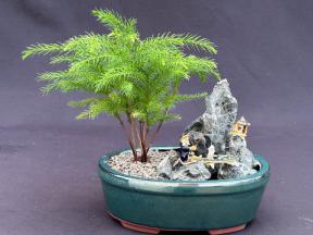 Norfolk Island Pine Bonsai Tree<br>Stone Landscape Scene<br>(araucaria heterophila)