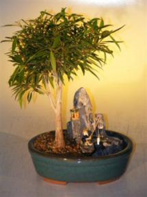 Willow Leaf Ficus Bonsai Tree<br>Stone Landscape Scene<br><i>(Ficus Nerifolia/Salisafolia)</i>