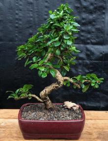 Fukien Tea Flowering Bonsai Tree  - Extra Large<br>Curved Trunk Style<br><i>(ehretia microphylla)</i>