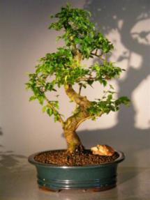 Flowering Ligustrum Bonsai Tree - Extra Large <br><i>(ligustrum lucidum)</i>