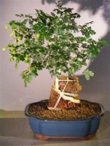 Texas Ebony Bonsai Tree - Root Over Rock<br><i>(pithecolobium flexicaule)</i>