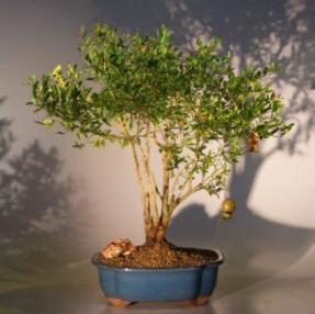 Flowering & Fruiting Dwarf Pomegranate Bonsai Tree - Large<br><i>(punica granatum)</i>