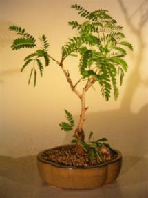 Flowering Mimosa Bonsai Tree - Medium<br><i>(leucaena glauca)</i>