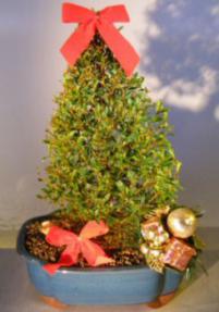 Flowering Brush Cherry - Christmas Tree Style<br>Includes Holiday Decorations<br><i>(eugenia myrtifolia)</i>