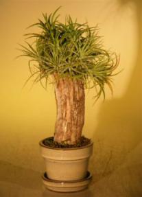 Flowering Ionantha Bonsai Tree Air Plant<br><i>(epiphytic)</i>