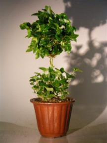 Flowering Bonsai Ivy Topiary<br><i>(hedera helix)</i>