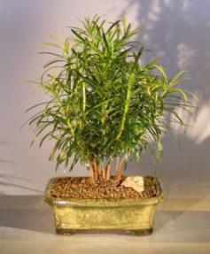 Podocarpus Bonsai Tree - Forest Group Style<br><i>(podocarpus macrophyllus)</i>
