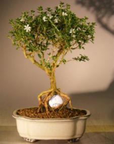 Flowering Mount Fuji Serissa - With Golf Ball<br><i> (serissa foetida)</i>