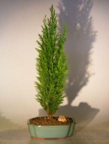 Italian Cypress Evergreen Bonsai Tree - Large<br><i>(cupressus sempervirens)</i>