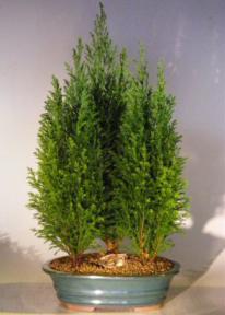 Italian Cypress Evergreen Bonsai Tree Three Tree Forest Group  - Large<br><i>(cupressus sempervirens)</i>