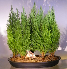 Italian Cypress Evergreen Bonsai Tree Five Tree Forest Group <br><i>(cupressus sempervirens)</i>