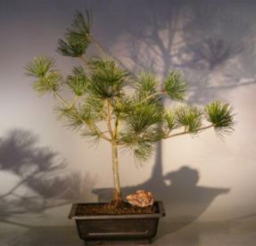 Japanese White Pine Bonsai Tree<br><i>(pinus parvifolia 'gimborn's pyramid')</i>