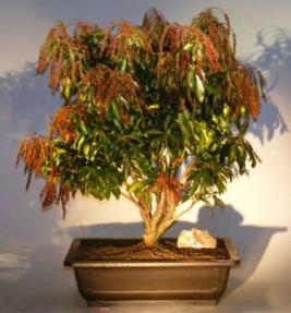 Flowering Japanese Andromeda Bonsai Tree - Large<br><i>(pieris japonica 'valley valentine')</i>