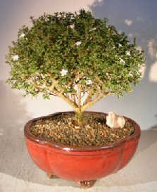 Flowering Mount Fuji Serissa Bonsai Tree - Extra Large<br>(serissa foetida)