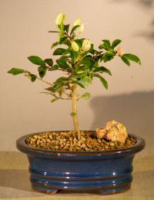 Flowering Lavender Star Flower Bonsai Tree - Small <br><i>(Grewia Occidentalis)</i>