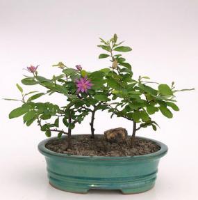 Flowering Lavender Star Flower Bonsai <br>3 Tree Forest Group<br><i>(Grewia Occidentalis)</i>