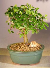 Chinese Elm Bonsai Tree - Aged <br>Straight Trunk Style  - Medium<br><i>(ulmus parvifolia)</i>