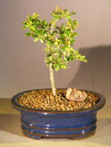 Flowering Tropical Boxwood Bonsai Tree - Small<br><i>(neea buxifolia)</i>