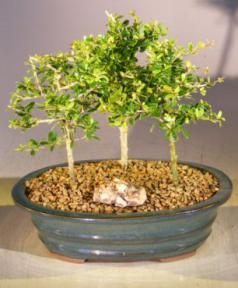 Flowering Tropical Boxwood Bonsai Tree <br>3 Tree Forest Group <br><i>(neea buxifolia)</i>