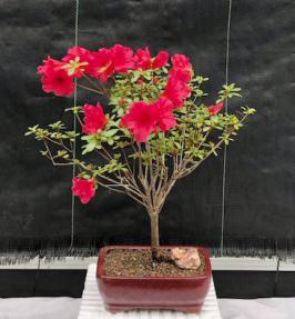 Flowering Tropical Red Azalea Bonsai Tree <br><i>(rhododendron 'red vivid')</i>