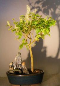 Flowering Ligustrum Bonsai Tree - Stone Landscape Scene<br>(ligustrum lucidum)