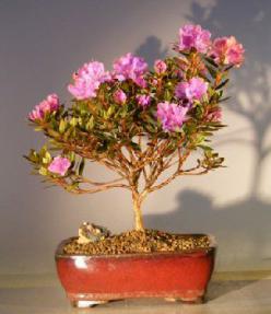 Flowering Purple Rhododendron<br><i>(rhododendron 'checkmate')</i>