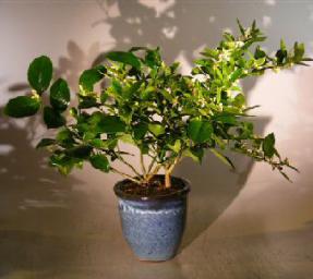 Flowering Cocktail Citrus Bonsai Tree - Lemon & Lime Citrus Trees in One Pot<br><i>('Citrus Meyeri' and 'Citrus Aurantifolia')</i>