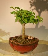 Flowering Ligustrum Bonsai Tree - Small<br><i>(ligustrum lucidum)</i>