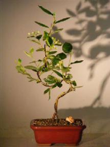 Flowering Cotoneaster Bonsai Tree<br>Curved Trunk Style<br><i>(Cotoneaster 'Lucidus')</i>
