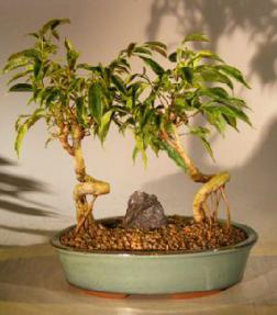 Oriental Ficus Coiled Bonsai Tree - Double Planting - Banyan Style<br><i>(ficus benjamina 'orientalis')</i>