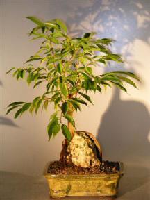 Oriental Ficus Bonsai Tree - Root over Rock <br><i>(ficus orientalis)</i>