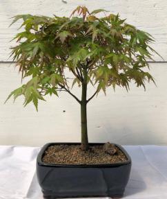 Japanese Green Maple Bonsai Tree - Large <br><i>(acer palmatum)</i>
