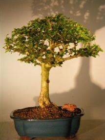 Flowering Parrot's Beak Bonsai Tree - Extra Large<br><i>(gmelina philippensis)</i>