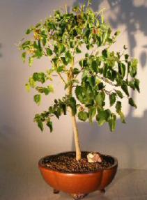 Flowering Dwarf Everbearing Mulberry Bonsai Tree <br><i>(Morus Nigra)</i>