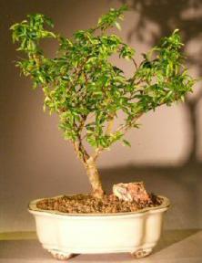 Dwarf Flowering Water Jasmine<br><i>(wrightia vietnamensis)</i>