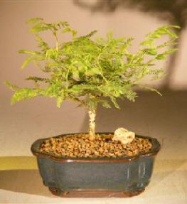 Flowering Princess Earrings Bonsai Tree - Small<br><i>(dichrostachys cinerea)</i>