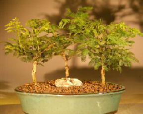 Flowering Princess Earrings Bonsai Tree - Three Tree Group<br><i>(dichrostachys cinerea)</i>