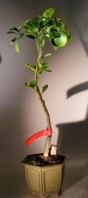 Rio Red Grapefruit Bonsai Tree <br><i>(Citrus Paradisi Rio Red)</i>