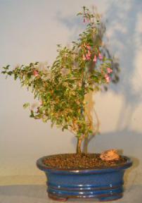 Flowering Dwarf Fuchsia Bonsai Tree<br><i>(encliandra isis)</i>