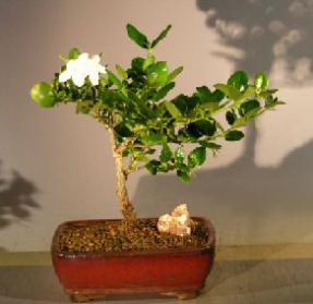 Flowering Dwarf Plum - Medium<br><i>(carissa macrocarpa)</i>