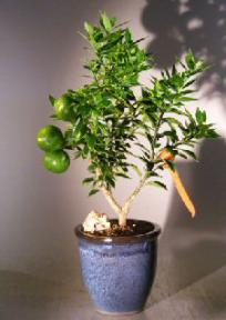 Flowering Chinotto Orange Bonsai Tree - Large <br> <i>(Citrus Myrtifolia Rafunergue)</i>